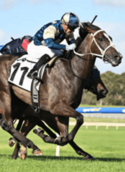 POLO HORSE MATCH RACE ON IPTV